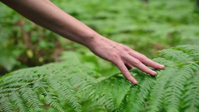 Female hand, with long graceful fingers gently touches the plant, leaves of fern. Close-up shot of unrecognizable person. . High quality 4k footage