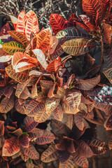 Organic Texture leafs plants of Brazil