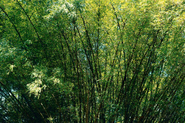 Bambu Landscape