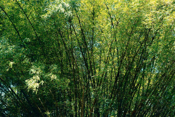 Fototapeta na wymiar Bambu Landscape