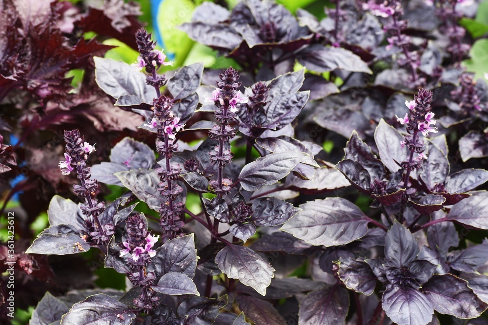 Poster dark opal basil is a lamiaceae pernnial plant. it is a healthy herb used in salads.