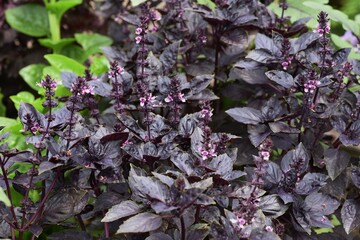 Dark opal basil is a Lamiaceae pernnial plant. It is a healthy herb used in salads.