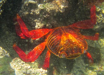 Red rock crab (Grapsus grapsus) on Foca Island near Paita, Peru	