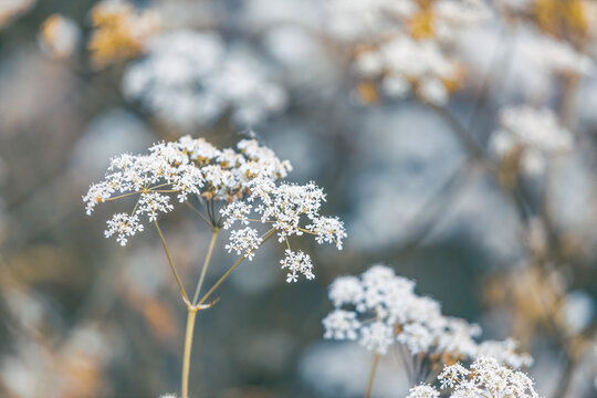 Blooming wildflower field 