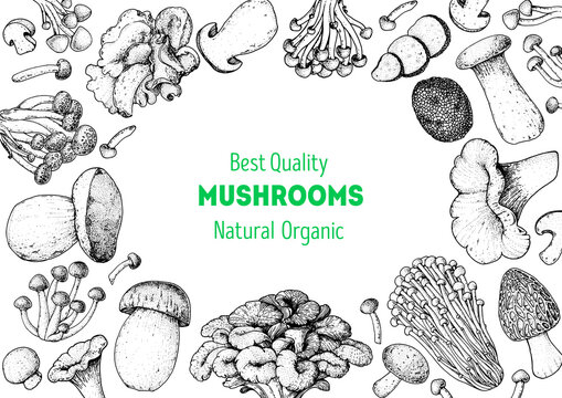 Edible mushrooms hand drawn sketch. Vector illustrations collection. Hand drawn food. Vintage mushrooms sketch. Organic food. Forest mushrooms. Vintage mushrooms background. Healthy food illustration.