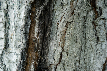 Tree bark cherries for background