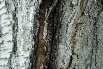 Tree bark cherries for background