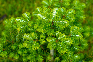 Fresh green fir needles. Fir Balm, Blister pine. Close-up. Background