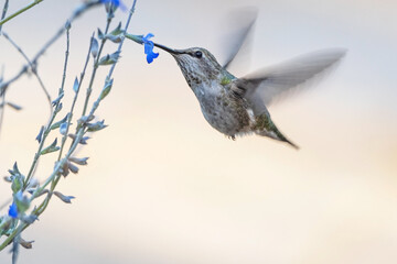 Anna's Hummingbird Female Feeding on a Flower