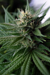 flowering cannabis plant close up 01