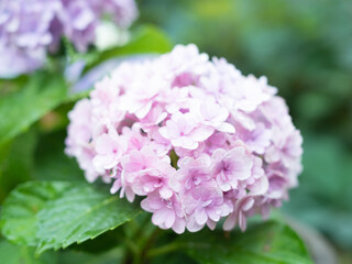 雨に濡れた紫陽花