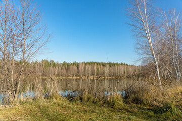 Forest river landscape, view of a reservoir of dry grass and branches. River forest landscape. Early morning with clear sky.