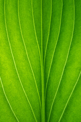 Background - bright green leaf closeup