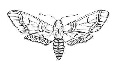 Fototapeta na wymiar Butterfly or wild moths insects. Bombyx mori or domestic silk moth. Mystical symbol or entomological of freedom. Engraved hand drawn vintage sketch for wedding card or logo. 