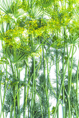 Green dill closeup on a white background top view