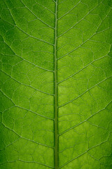 Naklejka na ściany i meble Green leaf closeup, green texture for design