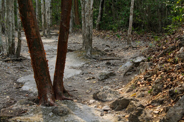 view of Xpujil , Campeche México
