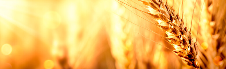 Close-up Of Ripe Golden Wheat - Harvest Time Concept - obrazy, fototapety, plakaty