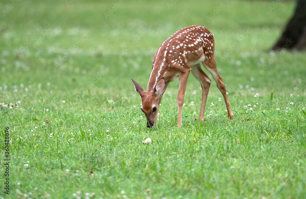 Wall mural white-tailed deer fawn in an open meadow