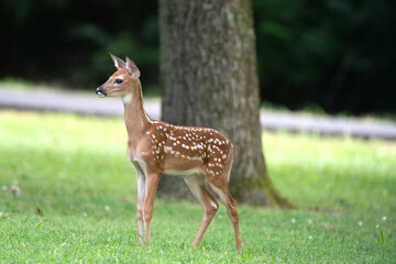 White-tailed deer fawn in an open meadow