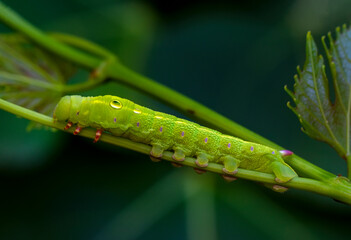 Close up beautiful caterpillar of butterfly  