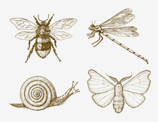 Snail bee dragonfly butterfly. Insects bugs beetles and many species in vintage old hand drawn style engraved illustration woodcut.