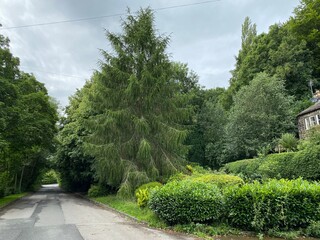 A heavily wooded lane, on a cloudy day in, Esholt, Bradford, UK