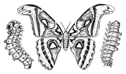 Butterfly or wild moths and caterpillars insects. Mystical symbol or entomological of freedom. Engraved hand drawn vintage sketch for wedding card or logo. Vector illustration. Arthropod animals.