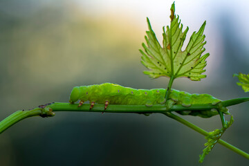 Close up beautiful caterpillar of butterfly  