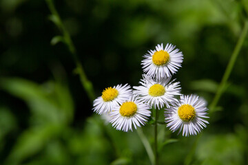 Five Daisies