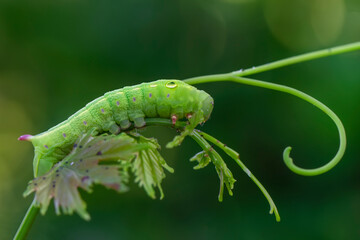 Close up beautiful caterpillar of butterfly  