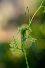 Close up beautiful caterpillar of butterfly  