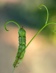 Close up beautiful caterpillar of butterfly  