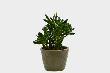 crassula ovata gollum money tree plant in a stone coloured plant pot