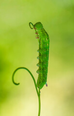 Close up beautiful caterpillar of butterfly  
