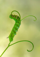 Close up beautiful caterpillar of butterfly  