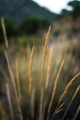 Fototapeta premium Landscape detail