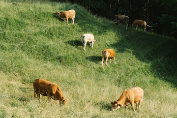 cows eating on a green meadow