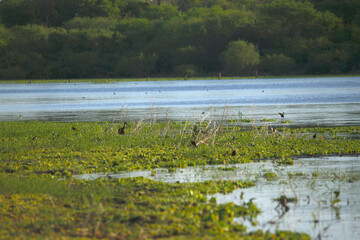 Costa Laguna y aves