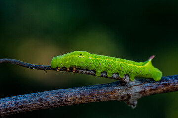 Close up beautiful caterpillar of butterfly  