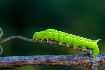 Close up beautiful caterpillar of butterfly  