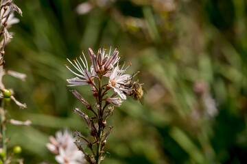The medicinal, poisonous plant (Drimia maritima) and insect (Bombylius discolor) close-up