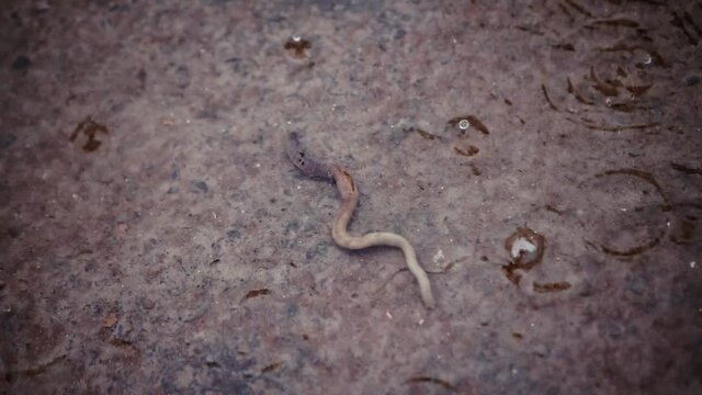 In a puddle on the asphalt crawls a large earthworm