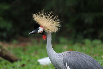 grey crowned crane