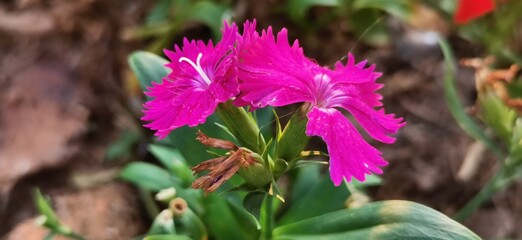 purple and yellow flowers