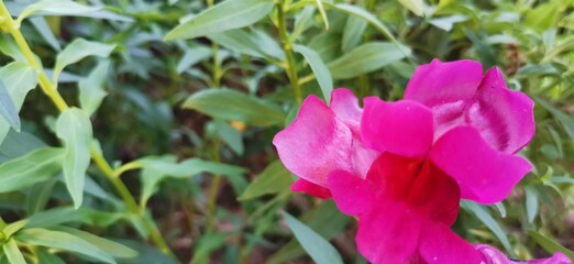 purple and yellow flowers