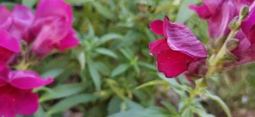 purple and yellow flowers