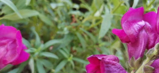 purple and yellow flowers