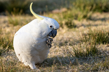 Sulphur-crested Cockatoo feeding on grass seeds