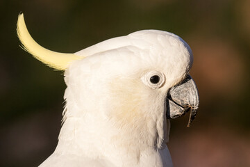 Close up of Sulphur-crested Cockatoo